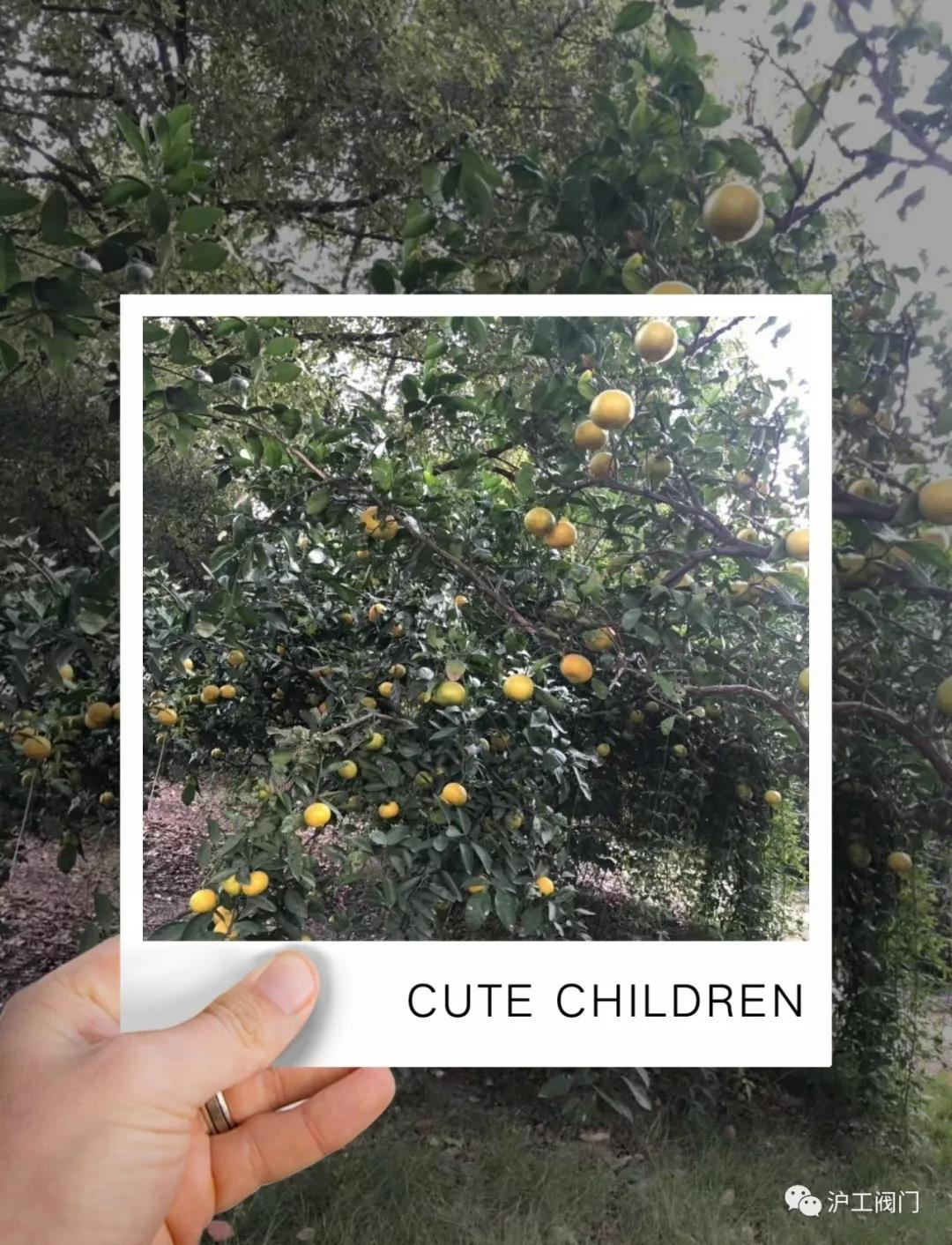 收獲橘子(圖1)